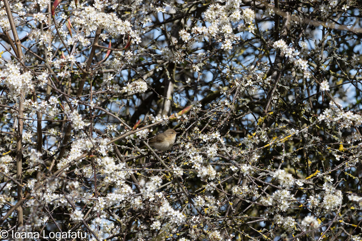 Bird hidden among blooming flowers in springtime
